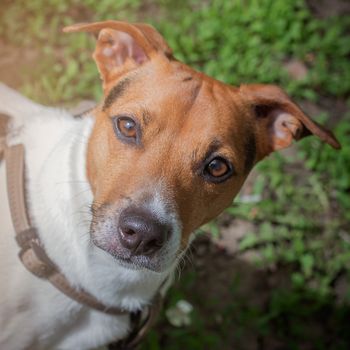 A curious look from a dog. Pet. Four-legged friend. Close up portrait of dog Jen Russell Terrier. Photo aspect ratio 1:1