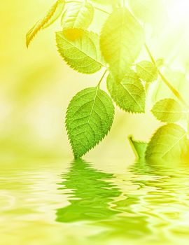 Green leaves and spring water,  eco nature and bio energy background design