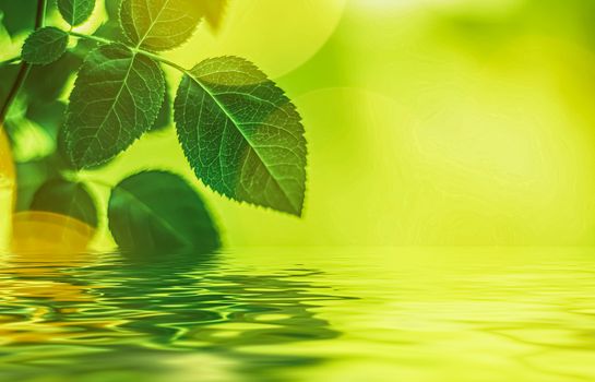 Green leaves and spring water,  eco nature and bio energy background design