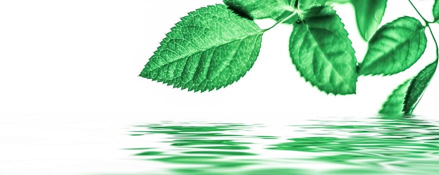 Green leaves and spring water,  eco nature and bio energy background design