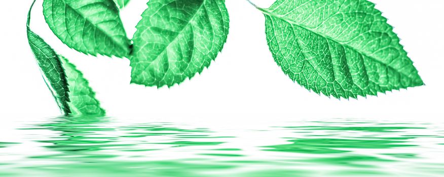 Green leaves and spring water,  eco nature and bio energy background design