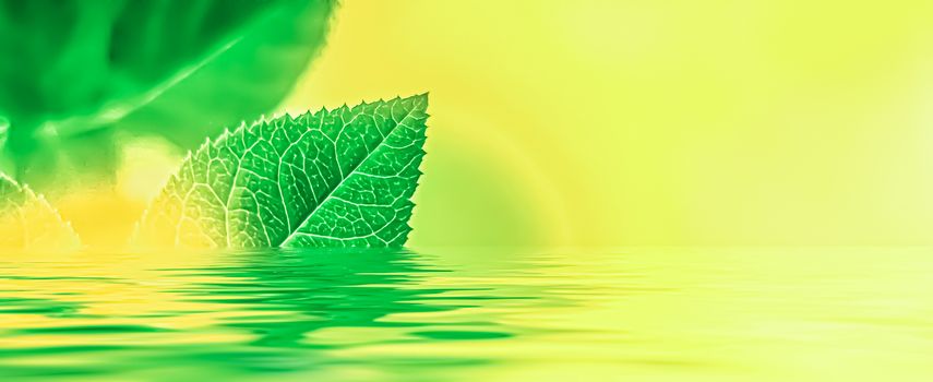 Green leaves and spring water,  eco nature and bio energy background design