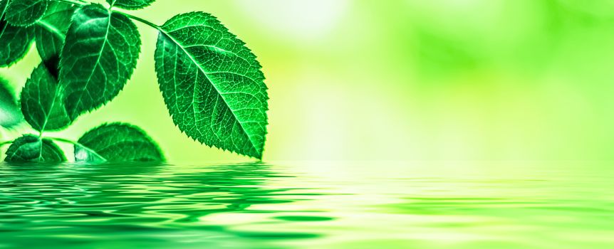 Green leaves and spring water,  eco nature and bio energy background design