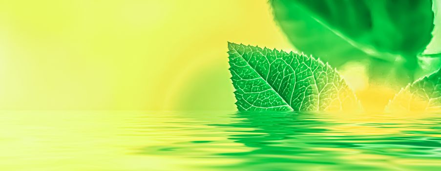 Green leaves and spring water,  eco nature and bio energy background design