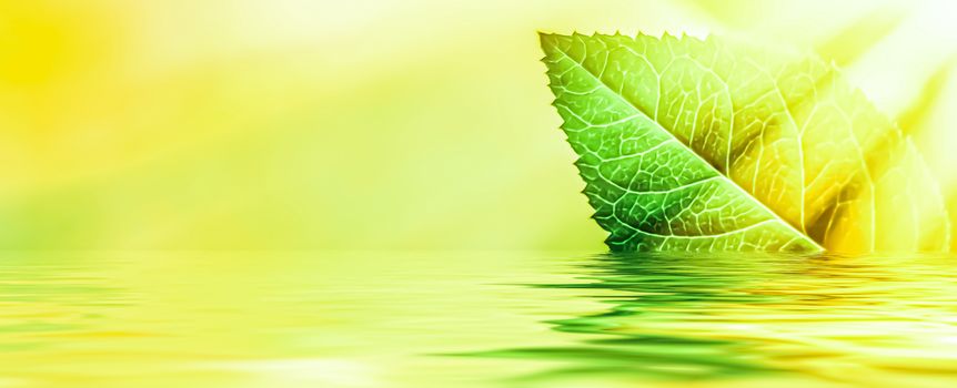 Green leaves and spring water,  eco nature and bio energy background design