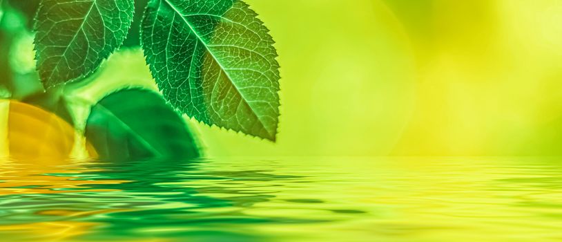 Green leaves and spring water,  eco nature and bio energy background design