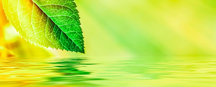 Green leaves and spring water,  eco nature and bio energy background design