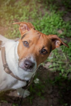 A curious look from a dog. Pet. Four-legged friend. Close up portrait of dog Jen Russell Terrier. Photo aspect ratio 1:1