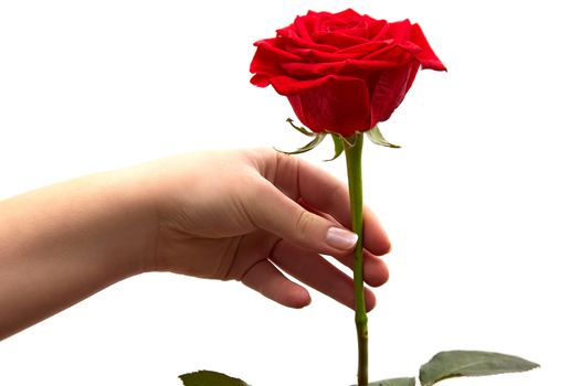 red rose in the woman's hand on white background