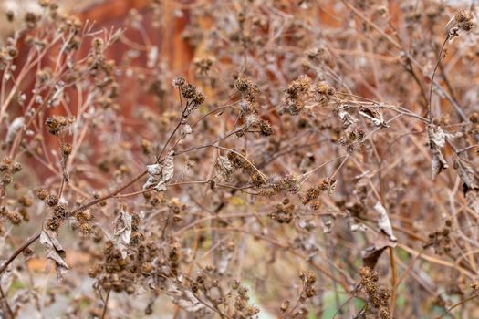 dry burdock thickets at daylight, close-up with selective focus.