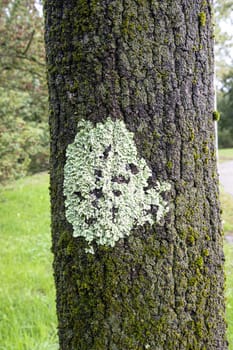 white lichens attached to a tree trunk