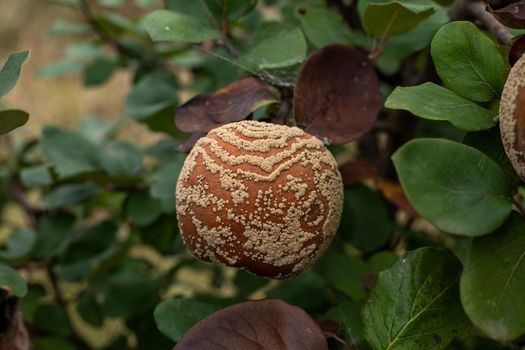 Monilia laxa (Monilinia laxa) infestation, plant disease, Rotten quince apple on the fruit tree