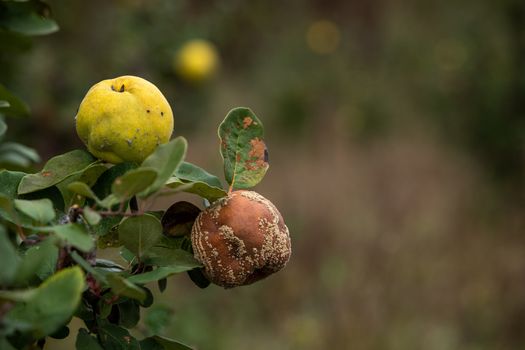 Monilia laxa (Monilinia laxa) infestation, plant disease, Rotten quince apple on the fruit tree