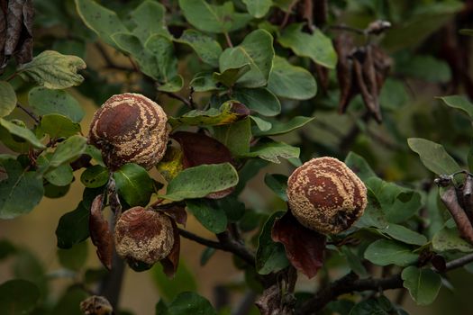 Monilia laxa (Monilinia laxa) infestation, plant disease, Rotten quince apple on the fruit tree