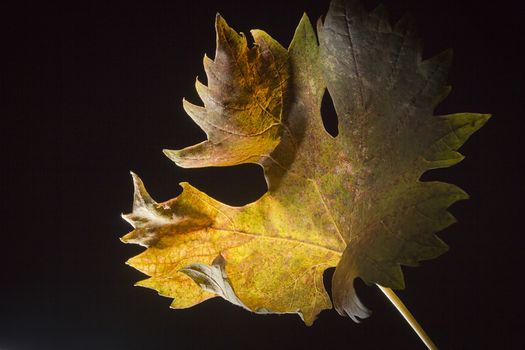 Yellowed wilted grape leaves on black background