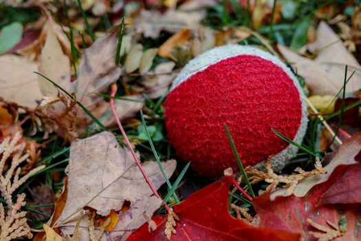 A red and white tennis ball is seen close up where it lies on the ground surrounded by blades of grass and fallen autumn leaves.