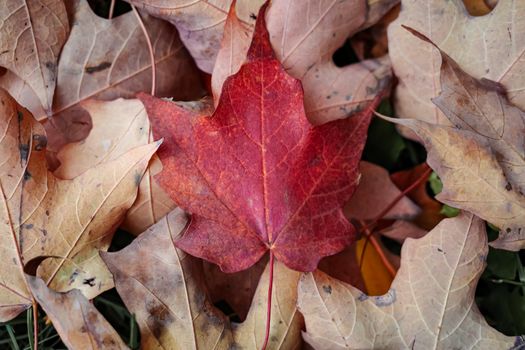 Bright red maple leaf on top of beige backs of other fallen leaves