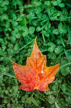 A single red and orange maple leaf lies on the ground, on a bed of green clovers.