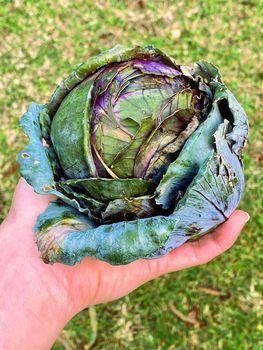 Left hand holding a small organic cabbage