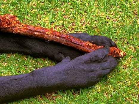 A black dog grasping a stick with his hands as he chews it.