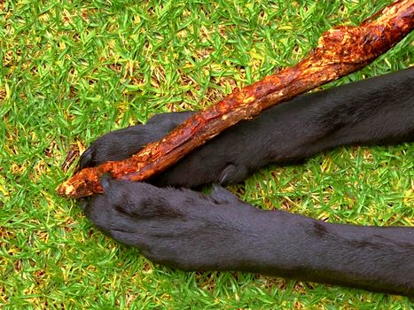 A black dog grasping a stick with his hands as he chews it.