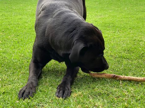 A black Labrador on grass playing with and chewing a stick.