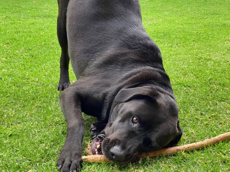 A black Labrador on grass playing with and chewing a stick.