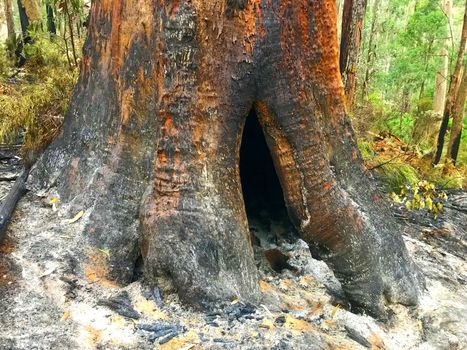 A tree that has burned inside and outside, causing a hollow.