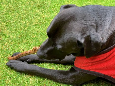 A black dog grasping a stick with his hands as he chews it.