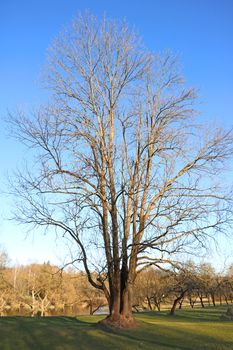 Beautiful big tree by the river or lake. Nature