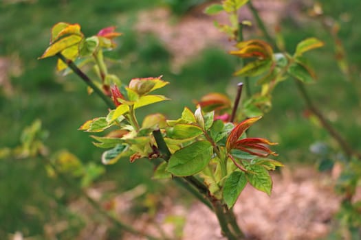 Beautiful young rose branches in spring or summer. Selective focus