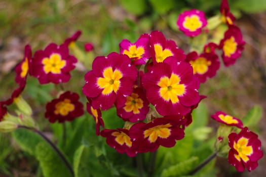 Primrose or primula vulgaris flowers in flower bed at spring, selective focus