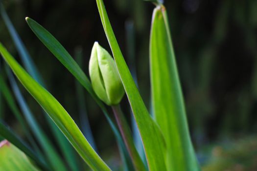 Green leaves and non-blooming tulip bud in a garden or park. Selective focus