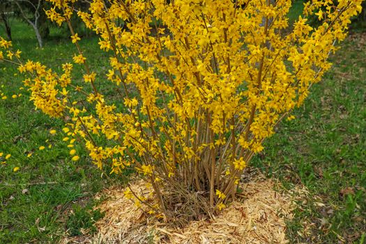 Forsythia is an ornamental deciduous shrub of garden origin. Forsythia flowers in front of with green grass. Golden Bell, Border Forsythia, selective focus