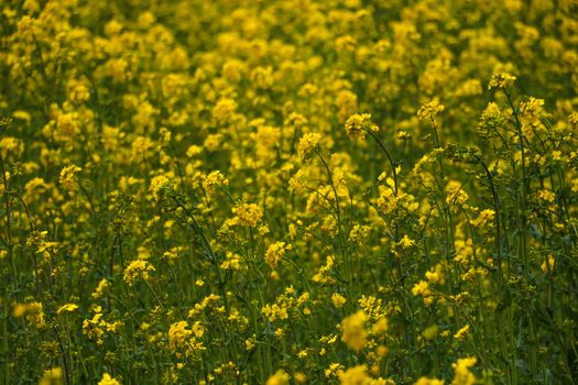 Yellow field rapeseed in bloom. Selective focus