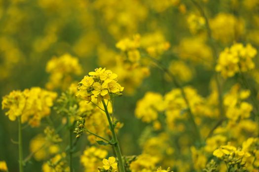 Yellow rape, rapeseed or canola field. Rapeseed field, Blooming canola flowers close up. Bright Yellow rapeseed oil. Flowering rapeseed