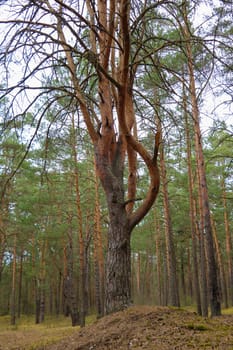 View of a beautiful pine in the forest. Selective focus