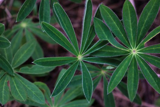 Lupine plant before flowers, green star shaped leaves, nature background