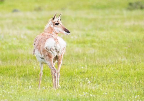 Wild female pronghorn antelope (Antilocapra americana) looking back in the grassland of Grand Teton National Park. Wyoming, USA