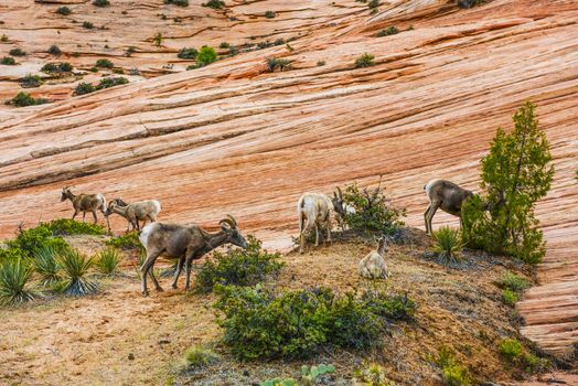 Bighorn sheep (Ovis canadensis canadensis) herd in Zion national park, Utah, USA