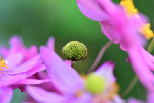 Closeup of the pistil of an autumn anemone