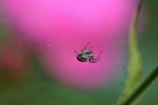 Spider in her spider web against a pink and green blurred background