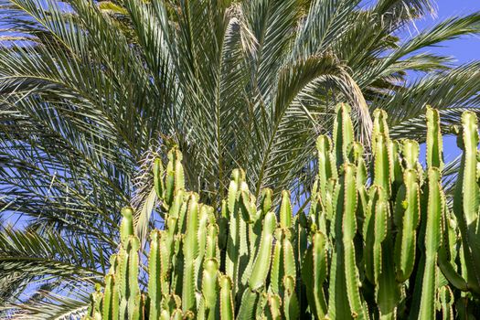 Palm tree and cactus in the foreground in Morro Jable on canary island Fuerteventura, Spain