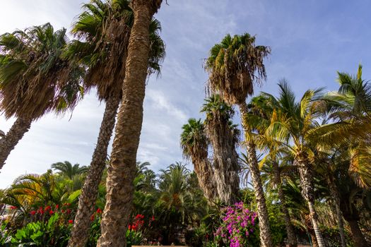 Garden with palm trees and plants with red and purple blossoms in Morro Jable on canary island Fuerteventura, Spain 