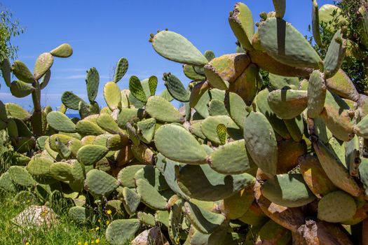 Vegetation with cactus and other plants in the north of Mallorca