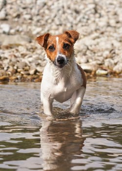 Small Jack Russell terrier dog walking in shallow river. Her fur wet and dirty from swimming.