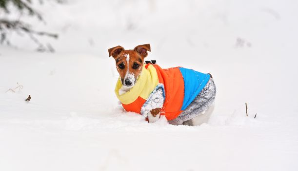 Small Jack Russell terrier dog in bright orange yellow and blue winter jacket crawling through deep snow.