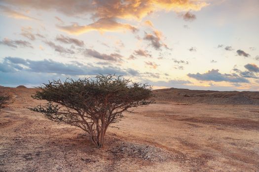 Small bush or tree with thorny branches growing in desert like landscape, sunset clouds in distance - typical scenery in southern part of Israel near Jordan border.