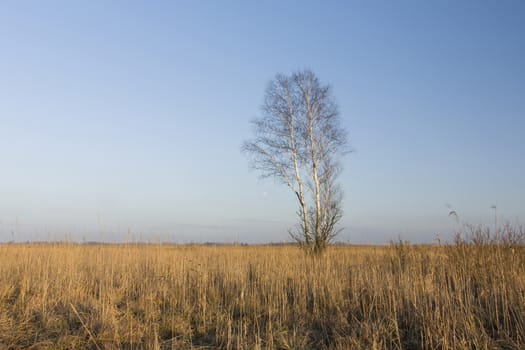 Lonely tree without leaves, dry grass in the meadow and blue sky