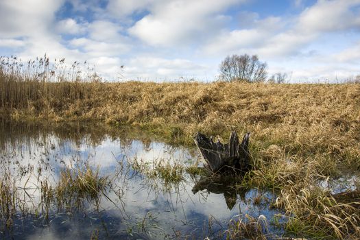 Root in the pond, dry grass in the meadow and blue sky